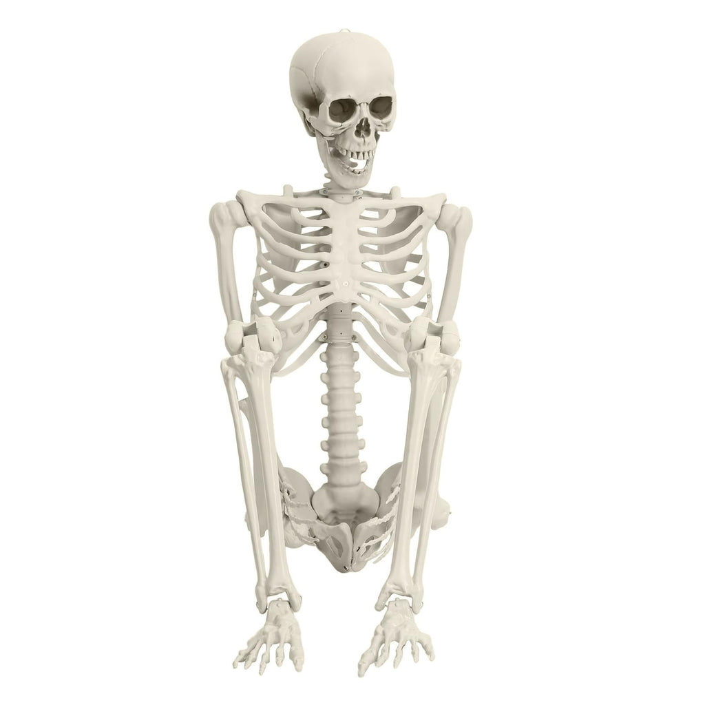 5.4FT Poseable Skeleton with Movable Joints S8761