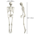 5.4FT Poseable Skeleton with Movable Joints S8761